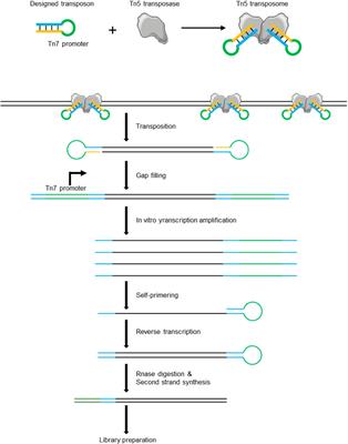 Advances in transposable elements: from mechanisms to applications in mammalian genomics